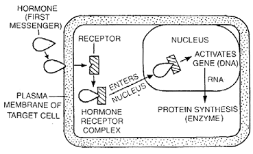 1325_hormonal action by intracellular receptor.png